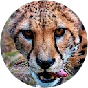 Craig Ng profile image